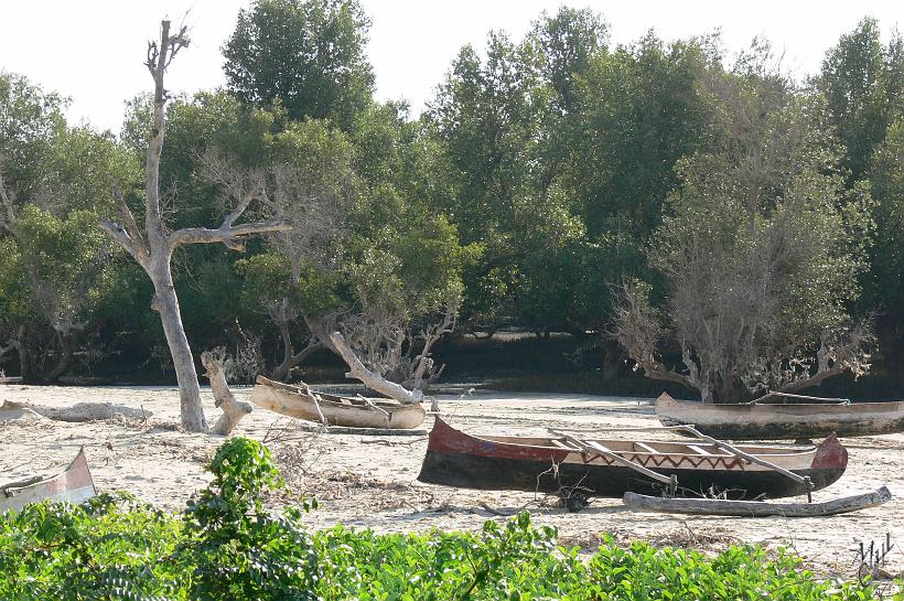 P1090252.JPG - Mangroves entre Ifaty et Tuléar. La pirogue malgache est faite dans un tronc de balsa, armée d’une grande voile et d’un balancier.