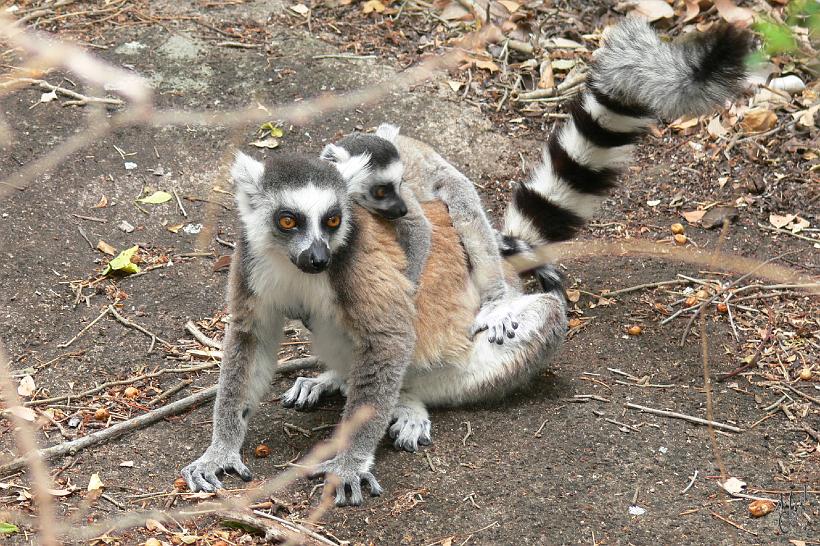 P1090798.JPG - La famille des lémuriens comporte 36 espèces dont la grande majorité ne se trouve que sur Madagascar. Ici un Maki Catta avec son petit. Cette espèce vit dans le sud de l'île.