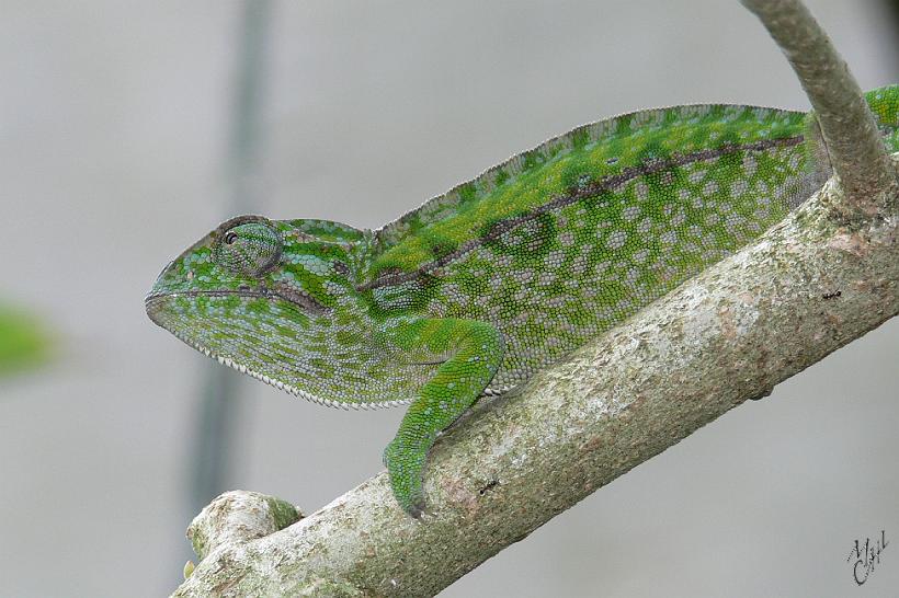 P1100376.JPG - Les caméléons se caractérisent par la mobilité indépendante de leurs yeux, leur langue propulsable qui leur permet d'attraper leurs proies à distance, les doigts groupés en deux blocs opposables assurant une bonne prise sur les branches, et leur capacité à changer de couleur.