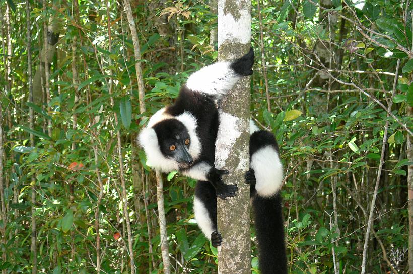 P1100839.JPG - Indri-Indri est le plus gros des lémuriens. Il peut peser jusqu'à 10kg pour une taille de 75cm. Son cri puissant s'entend à trois kilomètres.