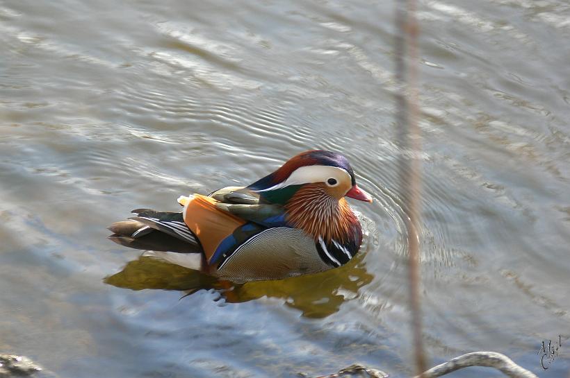 P1120407.JPG - Un canard mandarin (Aix galericulata), originaire d'Asie du Sud-Est. Il peut cependant être observé à l'état sauvage en Europe où quelques individus échappés de captivité se sont acclimatés et se reproduisent aujourd'hui