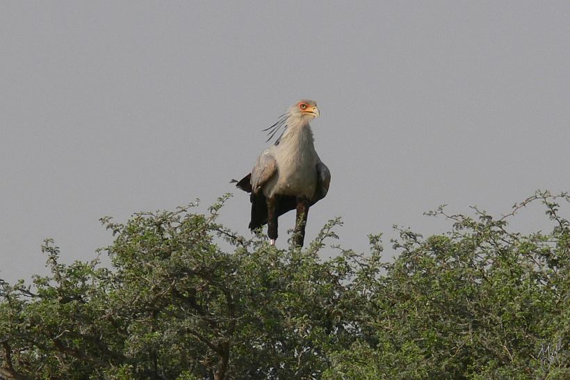 P1140061.JPG - Un Messager sagittaire, aussi appelé oiseau secrétaire. Photographié dans le parc Etosha.