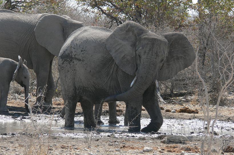 P1140768.JPG - L'èléphant boit jusqu'à 140 l d'eau par jour en aspirant dans sa trompe jusqu'à 10 l à la fois. Il peut rester 3 ou 4 jours sans boire. Il peut se servir de sa trompe pour reprendre de l'eau dans son estomac et s'en servir pour se rafraîchir la peau.