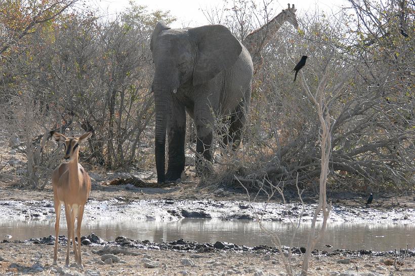 P1140929.JPG - Impala, éléphant, girafe et un choucador...tous bien face à l'objectif