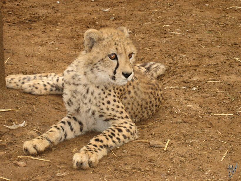 IMG_3640.jpg - Un guépard dans le parc de Krugersdorp.