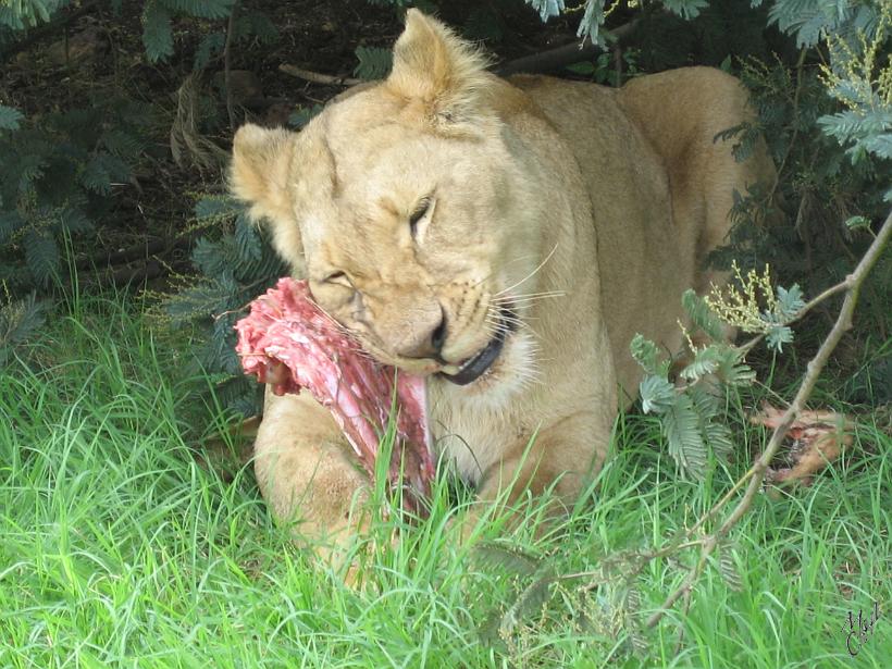 IMG_3750.jpg - Il est possible de passer un sas et d'entrer dans le parc des lions avec sa voiture (ne surtout pas en sortir!).