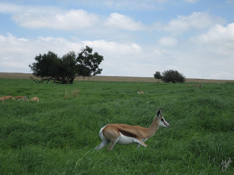 IMG_3804.jpg - Un troupeau de Springboks.