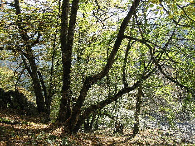 051015_sentierRoches_Img_0843.jpg - Le sentier des Roches - Vosges, Oct.05