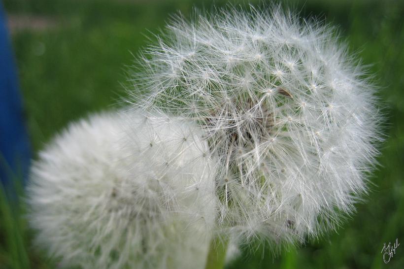 060507_Rchlg_Img_3987.jpg - La fleur de pissenlit donne des Akènes (graines) surmontés d'une aigrette (touffe de poils ou de soies)