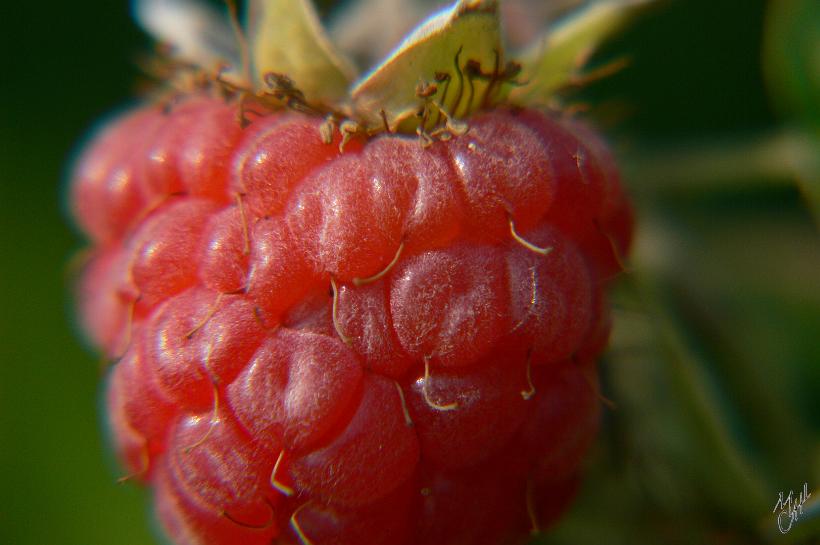 060625_Rchlg_P1000937.jpg - Framboise