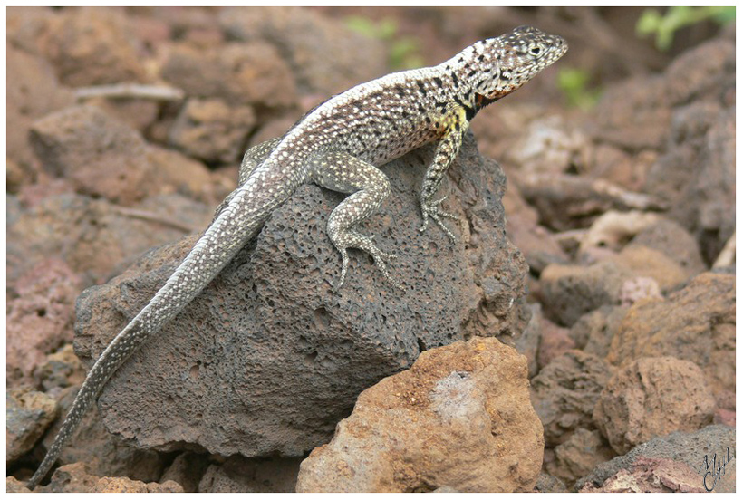 foto0.jpg - Un lézard au Parc Charles Darwin, Puerto Ayora - Parce que les îles Galapagos sont isolées de l'influence du continent (animaux, graines, parasites,...) elles ont pu évoluer de façon indépendante. Inscrites à la liste du patrimoine mondial de l'Unesco en 1978, elles ne subissent plus la chasse et le tourisme y est très limité et réglementé.