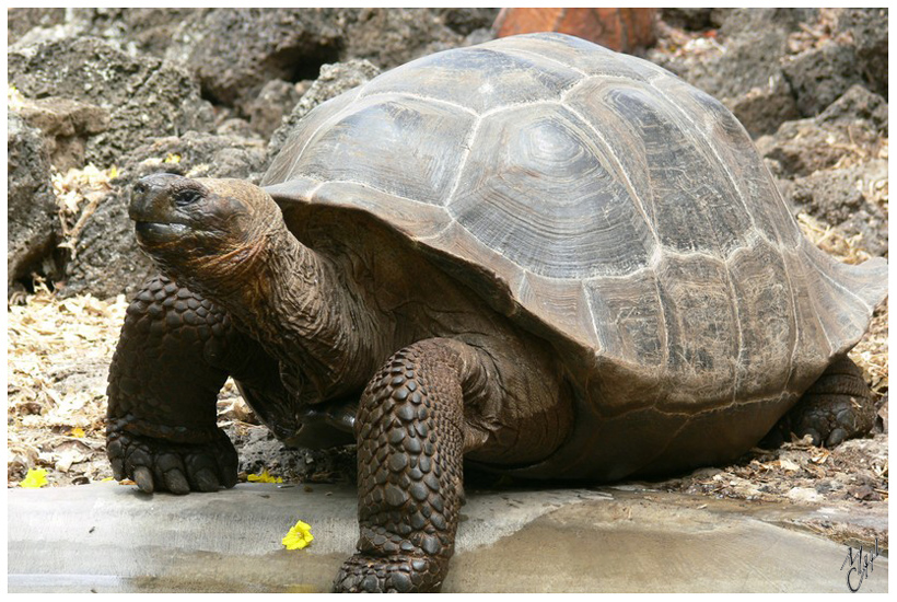 foto1.jpg - Tortue terrestre. Les espèces des Galapagos sont les plus grandes du monde. Elles vivent aussi le plus longtemps (la plus âgée avait 175 ans). Ici à Puerto Ayora, Galapagos. N'ayant quasiment plus de prédateurs grâce aux règles strictes de l'Unesco (l'homme étant le plus grand danger pour ces animaux), il est possible de s'approcher particulièrement près de toutes les espèces rencontrées.