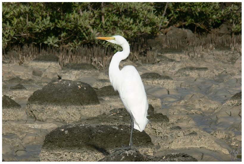 foto11.jpg - Aigrette