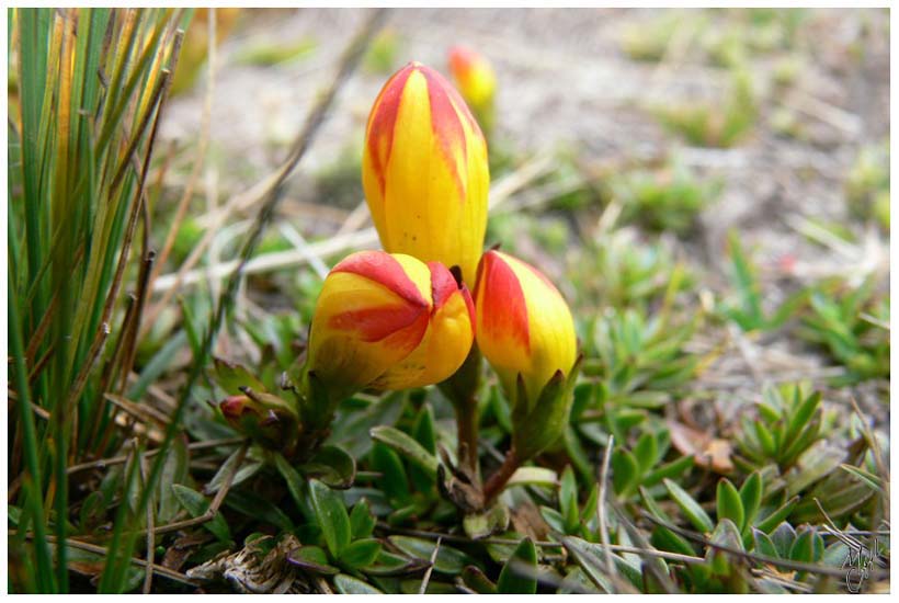 foto111.jpg - Orchidées dans le Parc National de Cajas (3850m alt.)