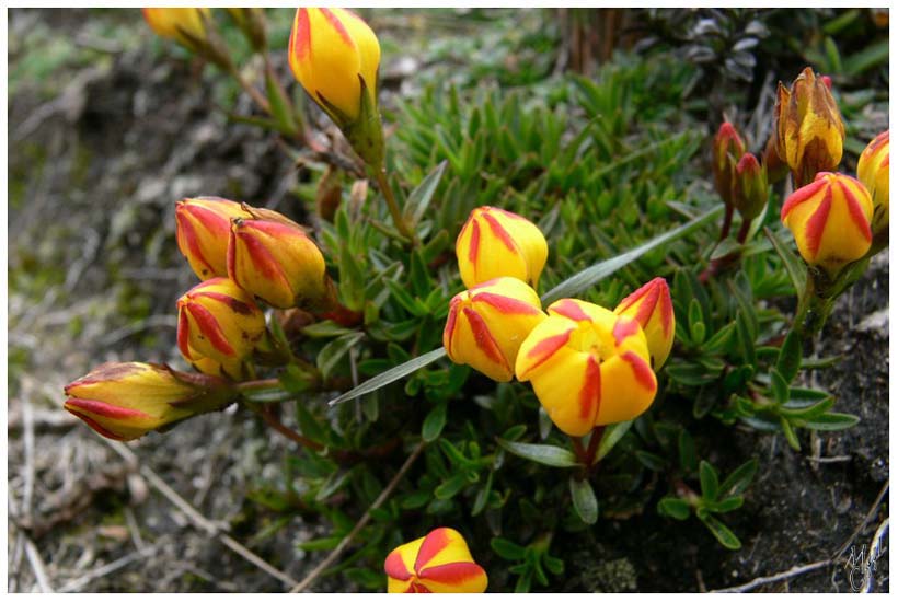 foto114.jpg - Orchidées dans le Parc National de Cajas. En Equateur il en existe plus de 4 500 espèces différentes. Elles poussent entre 0 et 4500m d'altitude