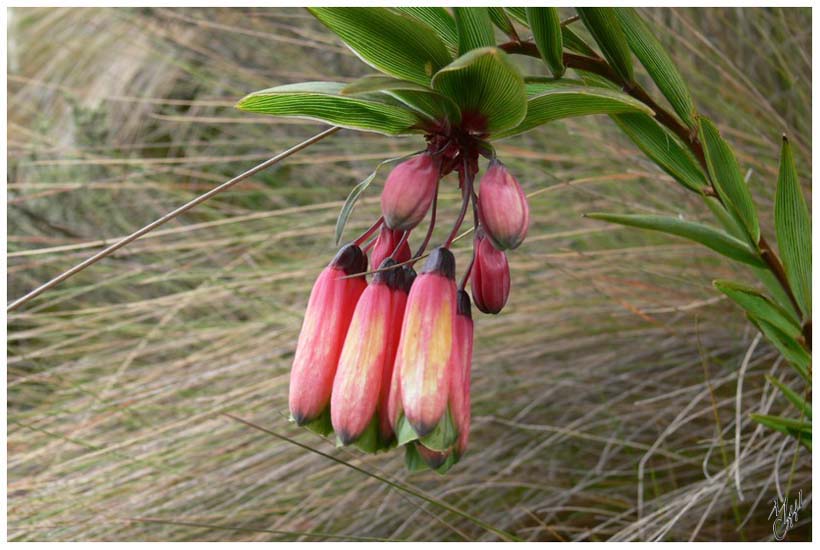 foto115.jpg - Orchidées - Parc national Cajas