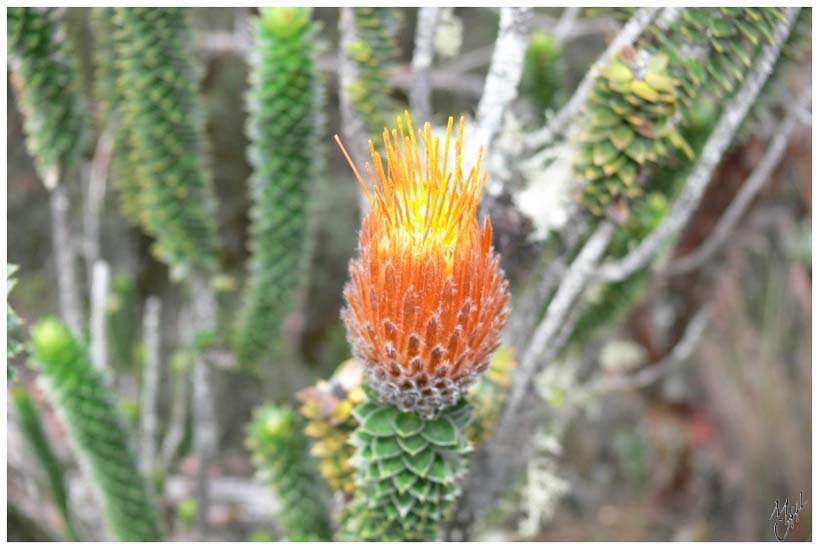 foto117.jpg - Encore une des nombreuses fleurs du Parc National de Cajas