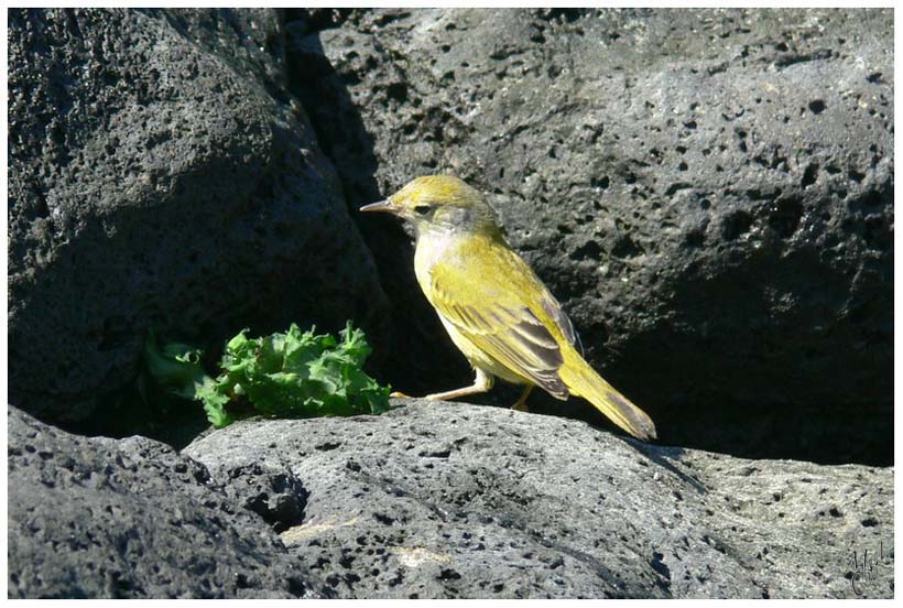 foto13.jpg - Paruline Jaune (nom latin : Dendroica petechia) - Santa Cruz, Galapagos.