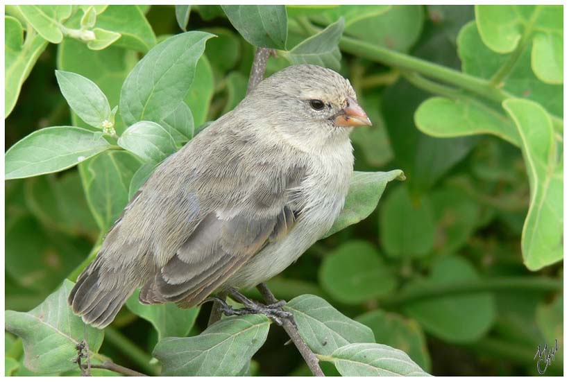 foto17.jpg - C'est grâce à cette espèce de Pinson que Charles Darwin a établit sa théorie de l'évolution. Il a constaté que la même espèce de Pinson retrouvée sur différentes iles avait des formes de becs adaptées à la nourriture (fin et long pour les insectes, large et court pour les graines,...) donc il y a eu évolution !