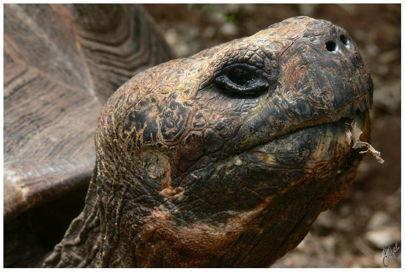 foto2.jpg - Tortue terrestre. Adulte, elle peut mesurer jusqu’à 1,20 m de long et peser plus de 220 kg. Vitesse moyenne de déplacement 0.3 km/h. Il en existe encore 13.000 sur l'ensemble des îles. Attention, une des principales règles du parc: ne jamais toucher les animaux. Ils sont tous protégés, vivent leur vie, alors il ne faut pas les déranger.