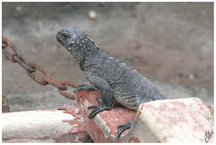 foto20.jpg - Iguane marin (taille adulte jusque 1,20m). Un iguane peut volontairement arrêter son cœur jusqu’à 3 minutes. Cette économie d’énergie lui permet de rester plus longtemps sous l’eau - Ile Santa Cruz, Galapagos.