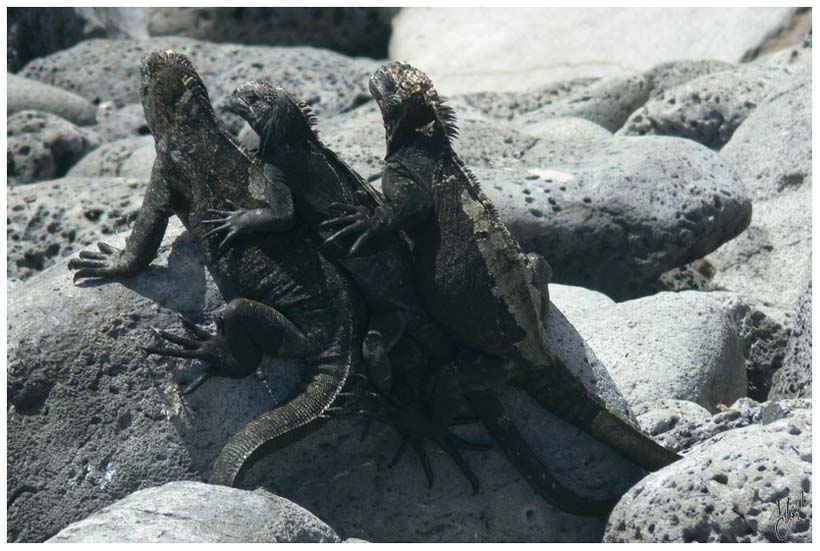 foto23.jpg - Iguanes marins. La nuit, sa température baisse et il doit rester au soleil pour se réchauffer.