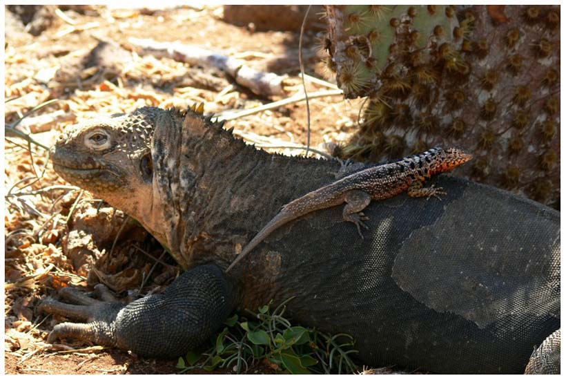 foto33.jpg - Iguane et lézard - Ile Seymour