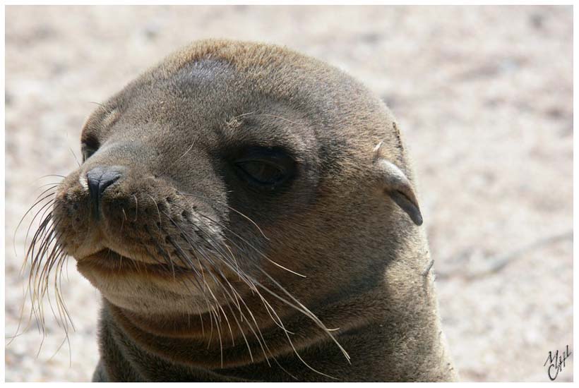 foto38.jpg - Jeune Lion de mer des Galápagos (Zalophus wollebaeki). Cette espèce est endémique aux Galapagos.