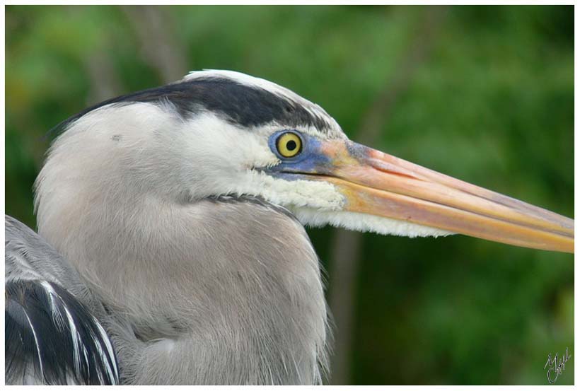 foto4.jpg - Héron cendré sur l'île de Puerto Ayora, Galapagos.