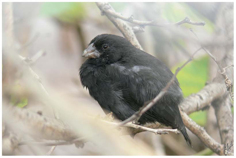 foto42.jpg - Un pinson de Darwin (connus aussi sous le nom de pinsons des Galápagos). Ici une des 13 espèces différentes vivant sur les îles Galápagos. Ces oiseaux ont tous entre 10 et 20 cm. Les plus importantes différences entre ces espèces sont la taille et la forme de leurs becs.