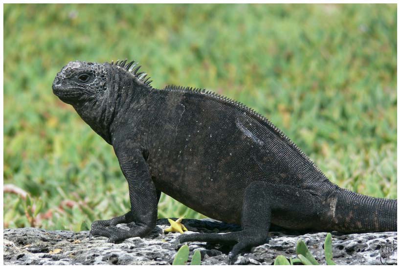 foto5.jpg - Iguane marin. Ils plongent sous la mer pour se nourrir d'algues. Pour se dégager les narines du sel marin, ils éternuent régulièrement...(après ça on peut s'essuyer l'appareil photo!)