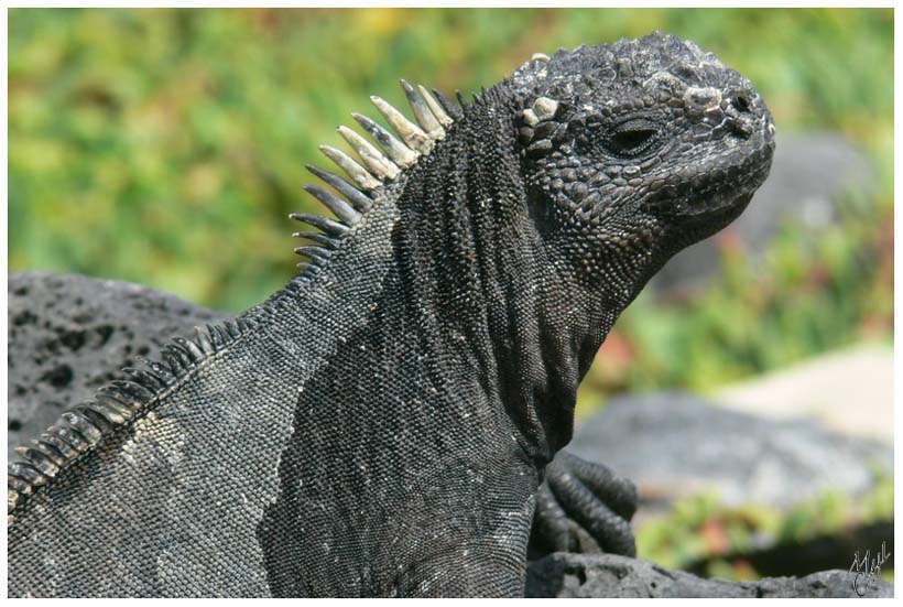 foto6.jpg - Iguane marin. Ces iguanes sont les seuls au monde à se nourrir sous l'eau. Ils peuvent rester plus d’une demi-heure sous l’eau.