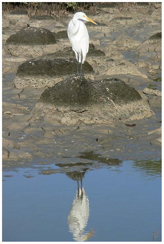 foto7.jpg - Aigrette blanche à Puerto Ayora