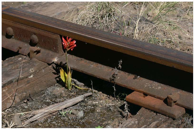 foto91.jpg - C'est sur ces rails fixés avec quelques clous que circule le train vers le Nariz del Diablo (le nez du diable, c'est ainsi que s'appelle un rocher qui est sensé avoir cette forme)