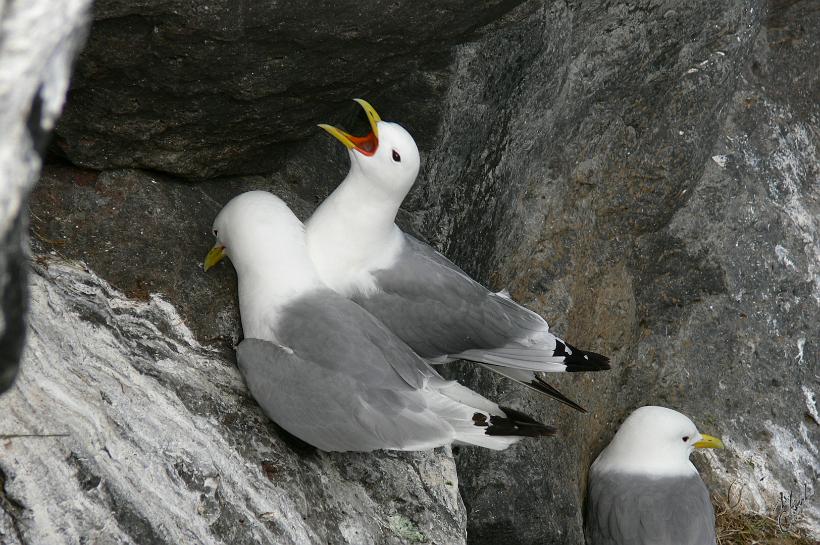 060729_Islande_Arnastapi_093.JPG - Mouette tridactyle (leurs pattes ont trois doigts seulement, contre quatre chez les autres mouettes).