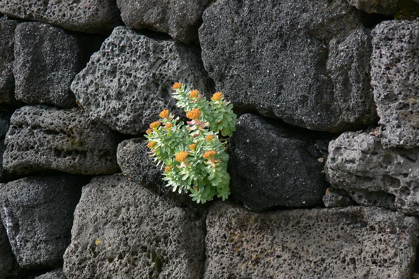 060729_Islande_Arnastapi_104.JPG - Certaines fermes sont construites en pierre de lave.