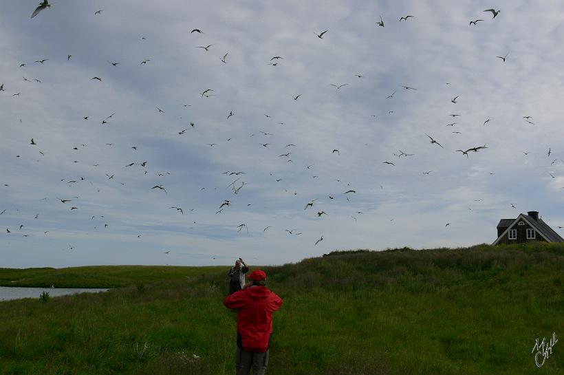 060729_Islande_Arnastapi_attaqueSternes_107.JPG - Les Sternes Arctiques font leurs nids dans ces herbes. Et quand elles se sentent dérangées, elles attaquent en piquant le crâne des touristes avec leur bec pointu !