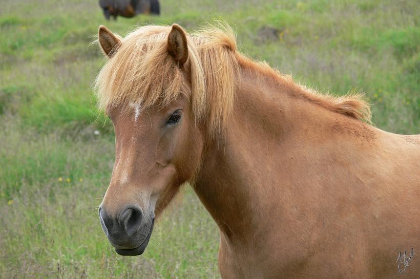 060730_Islande_ChevalOuest_211.JPG - C'est le seul cheval à avoir cinq allures (pas, trot, galop, amble et tölt). Grâce au Tölt (une jambe est toujours au sol) le cavalier reste presque immobile, même sur un terrain accidenté et peut donc facilement surmonter un long trajet.