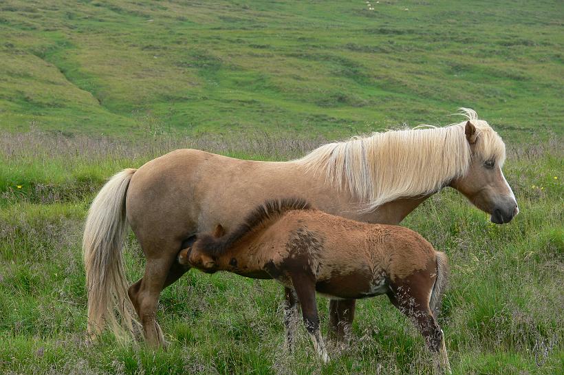 060730_Islande_ChevalOuest_234.JPG - Les troupeaux sont mi-sauvages. Les poulains viennent au monde sans intervention humaine et apprennent tous les instincts nécessaires et indispensables pour vivre dans un pays aussi rude que l’Islande.