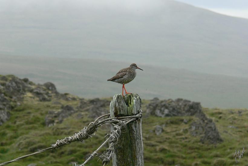 060730_Islande_ChevalierGambette_182.JPG - Chevalier Gambette. Il est très bruyant et sert de sentinelle aux autres espèces d'oiseaux.