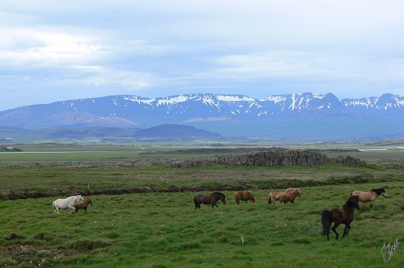 060730_Islande_Ouest_129.JPG - Un troupeau de chevaux en semi-liberté. Il y a 72.000 chevaux en Islande. Ils sont utilisés par l'homme depuis plus de mille ans. Ils ont une grande résistance à la consanguinité et cette particularité est soumise à une forte règlementation. Dès qu’un cheval islandais quitte le pays, il n’a plus le droit de revenir sur l’île. Aucun autre cheval n’a le droit d’entrer dans le pays.