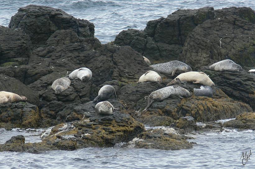 060730_Islande_PhoquesHindisvik_191.JPG - Phoques d'Islande à Hindisvik. C'est ici que le révérant Sigurdur Norland a mis en place un plan de protection des phoques au milieu du 20ème siècle.