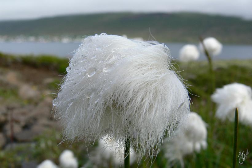 060803_Islande_FleurNE_602.JPG - La linaigrette de Scheuchzer (Euriophorum scheuchzeri) qui pousse dans les tourbières et les lieux humides.