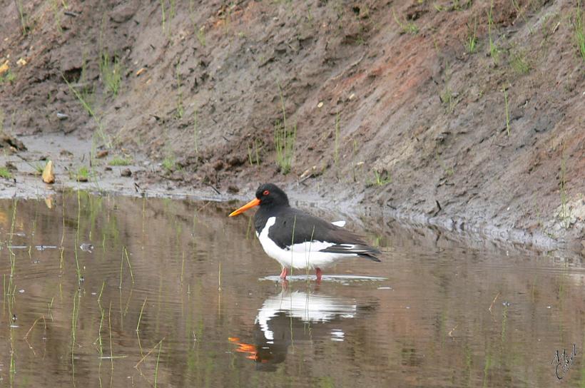 060803_Islande_HuitrierPie_668.JPG - Un Huîtrier pie (Haematopus ostralegus). Il arrive à ouvrir les coquillages en les martelant ou en écartant les valves puis en sectionnant avec son bec le muscle qui les relie.