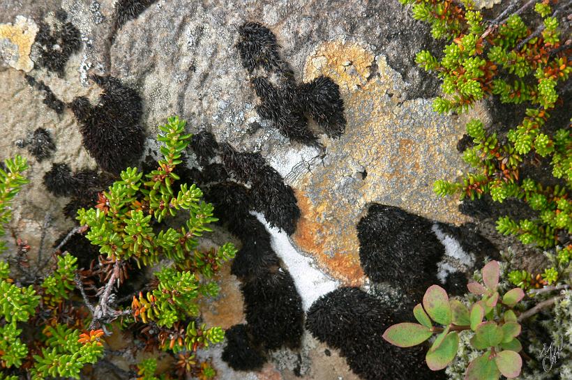 060803_Islande_NordEst_607.JPG - Les mélanges de couleurs se retrouvent partout sur l'île.