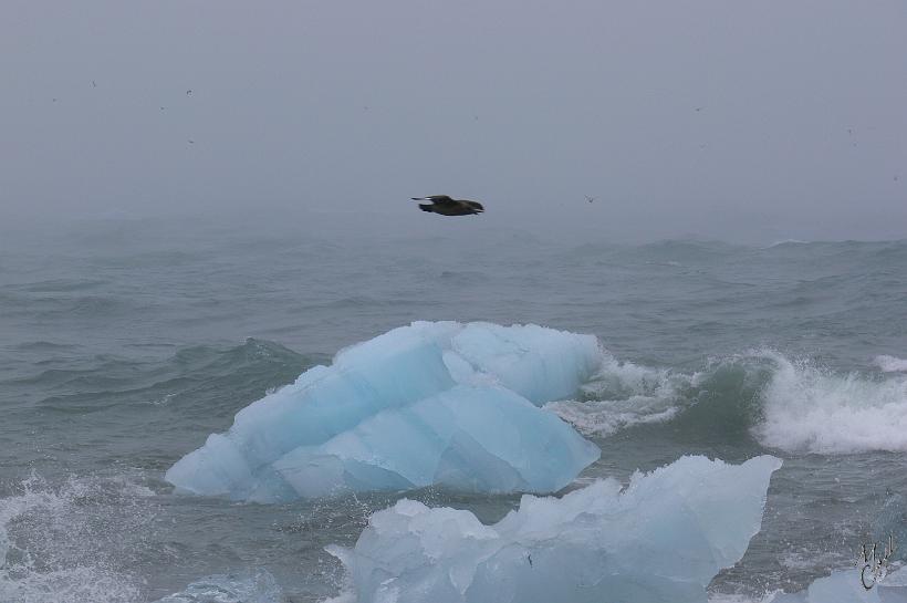 060805_Islande_Jokulsarlon_SE_GrandLabbe_866.JPG - L'oiseau en vol est un grand labbe. C'est un cleptoparasites qui agresse d'autres oiseaux marins, jusqu'à ce qu'ils lâchent ou régurgitent leurs proies.