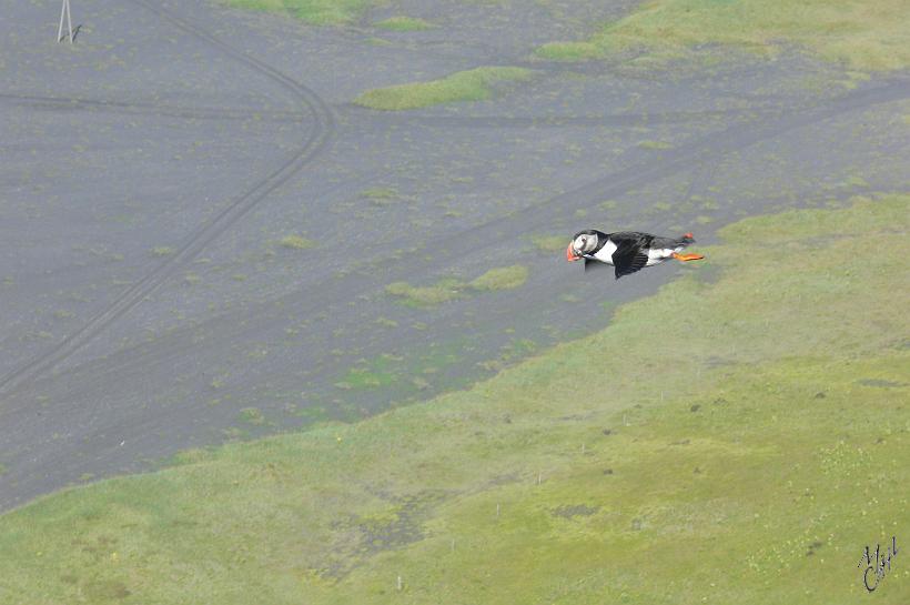 060807_Islande_Macareux_Vik_181.JPG - Un macareux en plein vol. Ils passent la plupart de leur temps en mer, mais reviennent sur terre pour se reproduire.