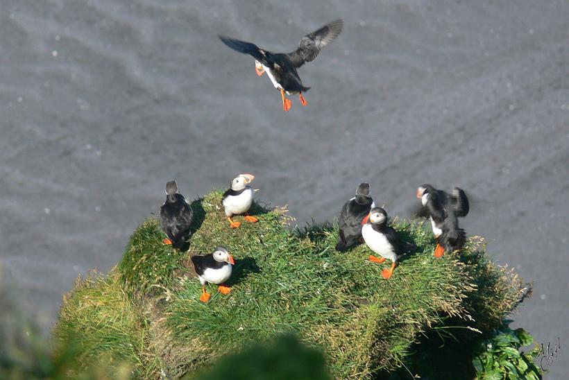 060807_Islande_Macareux_Vik_209.JPG - D'une trentaine de centimètres de long, son envergure peut atteindre 60 centimètres pour un poids de 500 grammes.