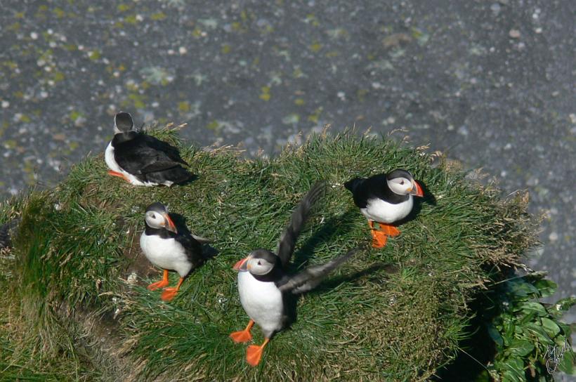 060807_Islande_Macareux_Vik_219.JPG - Avec leur bec, les macareux creusent des terriers dans des falaises pour y élever leur unique petit.