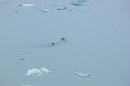 060805_Islande_Jokulsarlon_SE_834